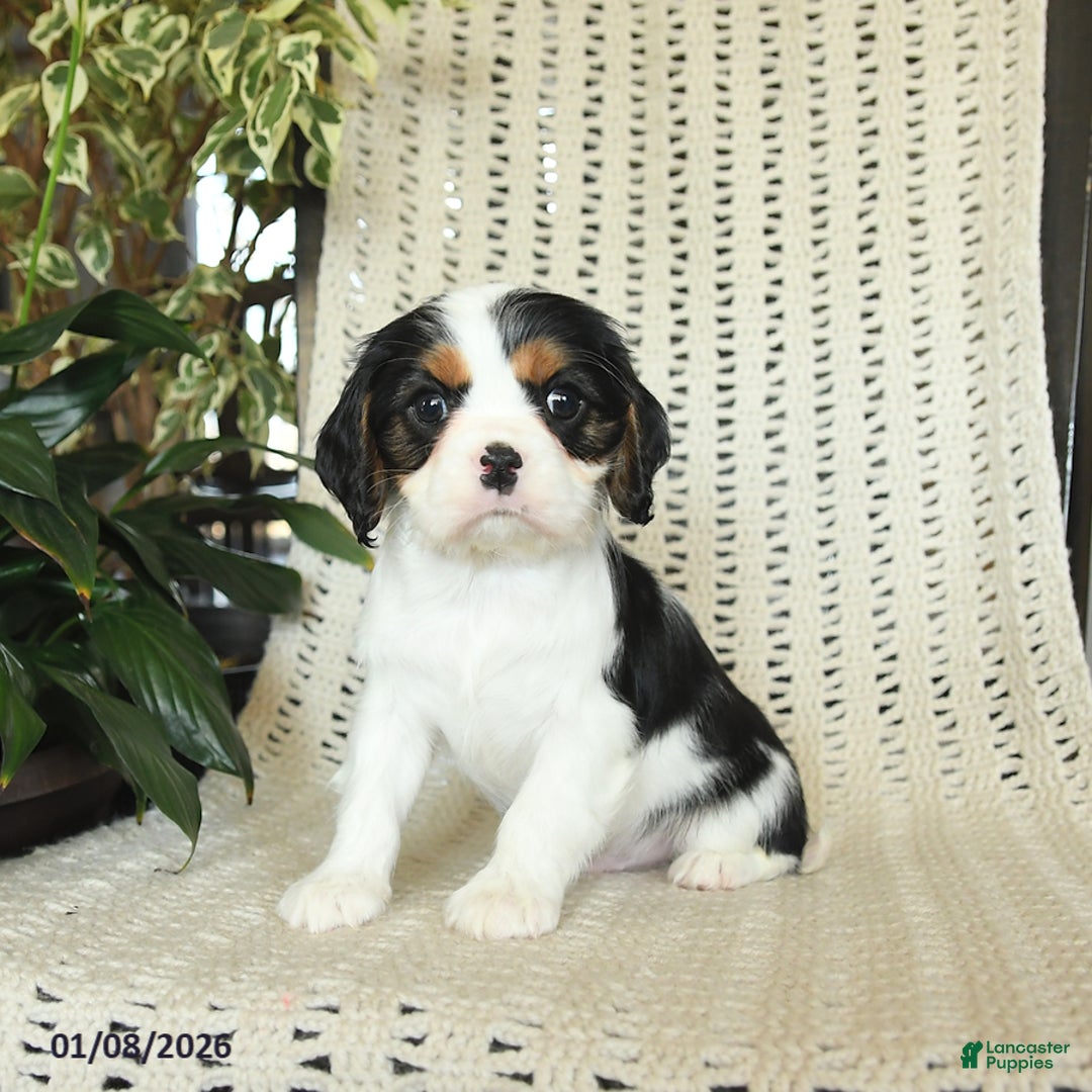 Cavalier King Charles Spaniel dogs for sale: Champ   - Ad 1