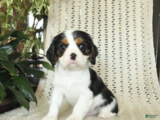 Cavalier King Charles Spaniel dogs Champ - Ad 14