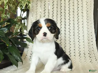 Cavalier King Charles Spaniel dogs Champ - Ad 32