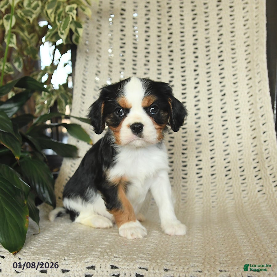 Cavalier King Charles Spaniel dogs Charlie - Ad 16