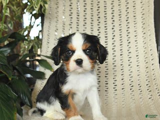 Cavalier King Charles Spaniel dogs Charlie - Ad 15