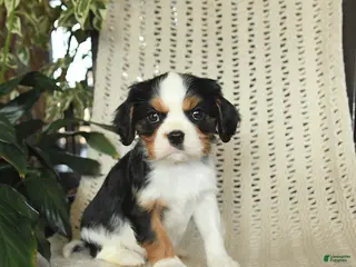 Cavalier King Charles Spaniel dogs Charlie - Ad 33