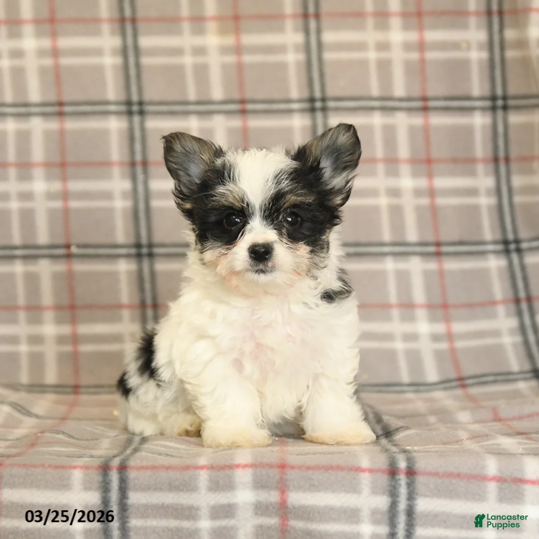 Morkie dogs for sale: Buddy - Ad 5