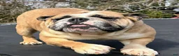 English Bulldog dogs for sale: Destiny  - Ad 5