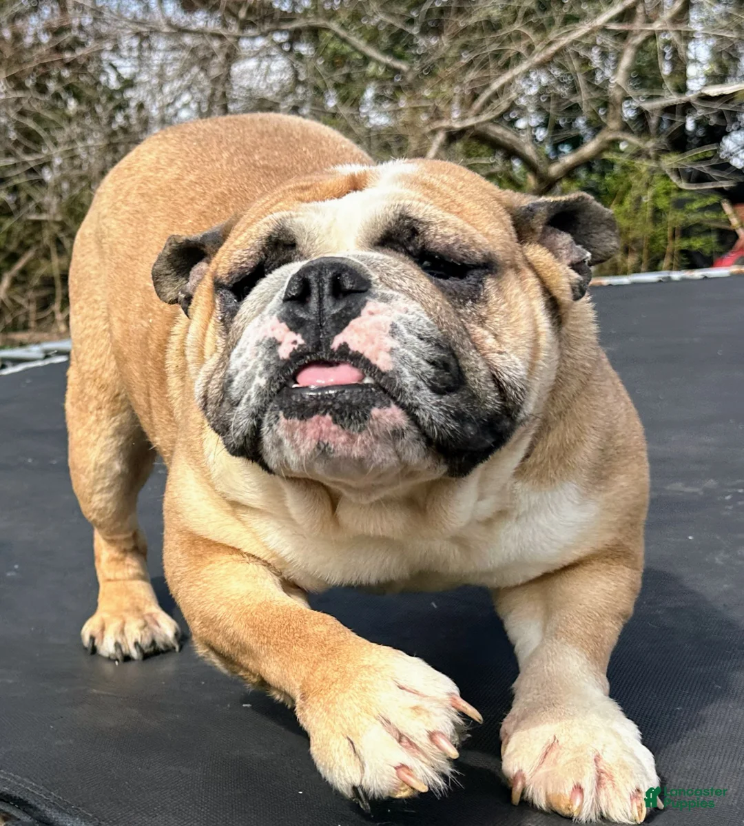 English Bulldog dogs for sale: Destiny  - Ad 5