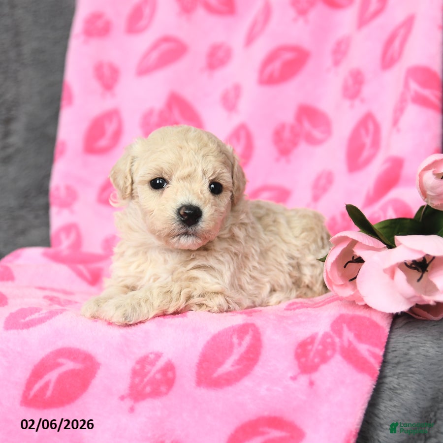 Bichpoo dogs Daffodil - Ad 9