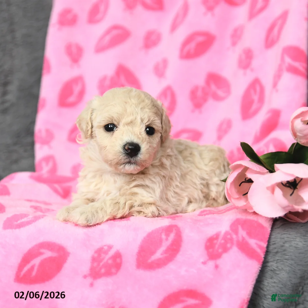 Bichpoo dogs for sale: Daffodil - Ad 1