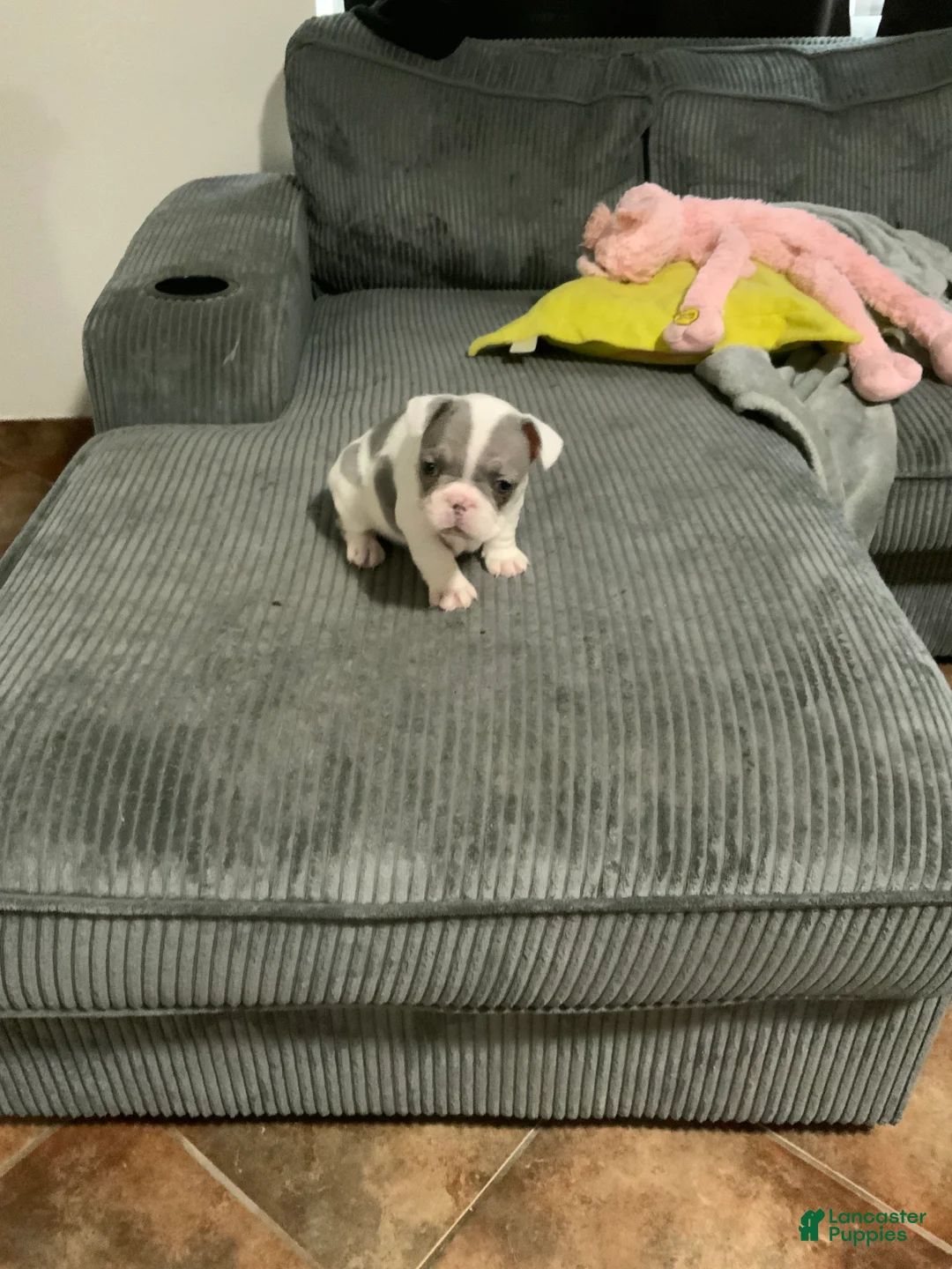 French Bulldog dogs for sale: French Bulldog Puppy 1 - Ad 2