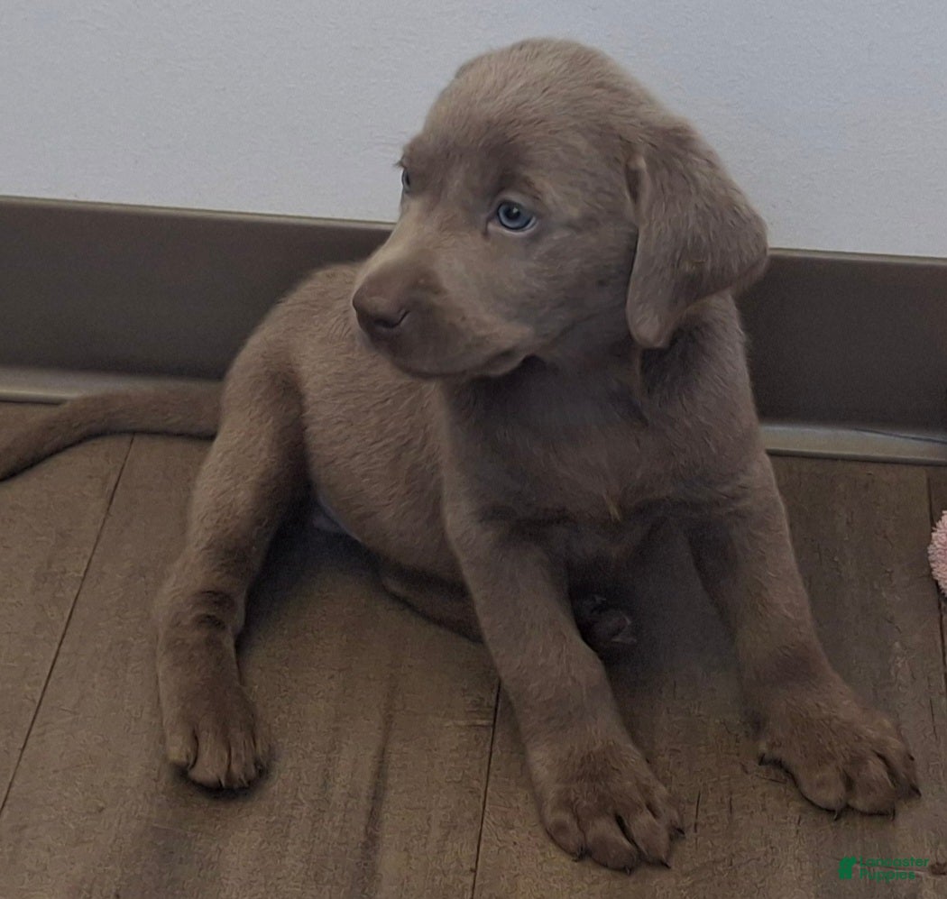 Labrador Retriever dogs Theodore (Male)   - Ad 3
