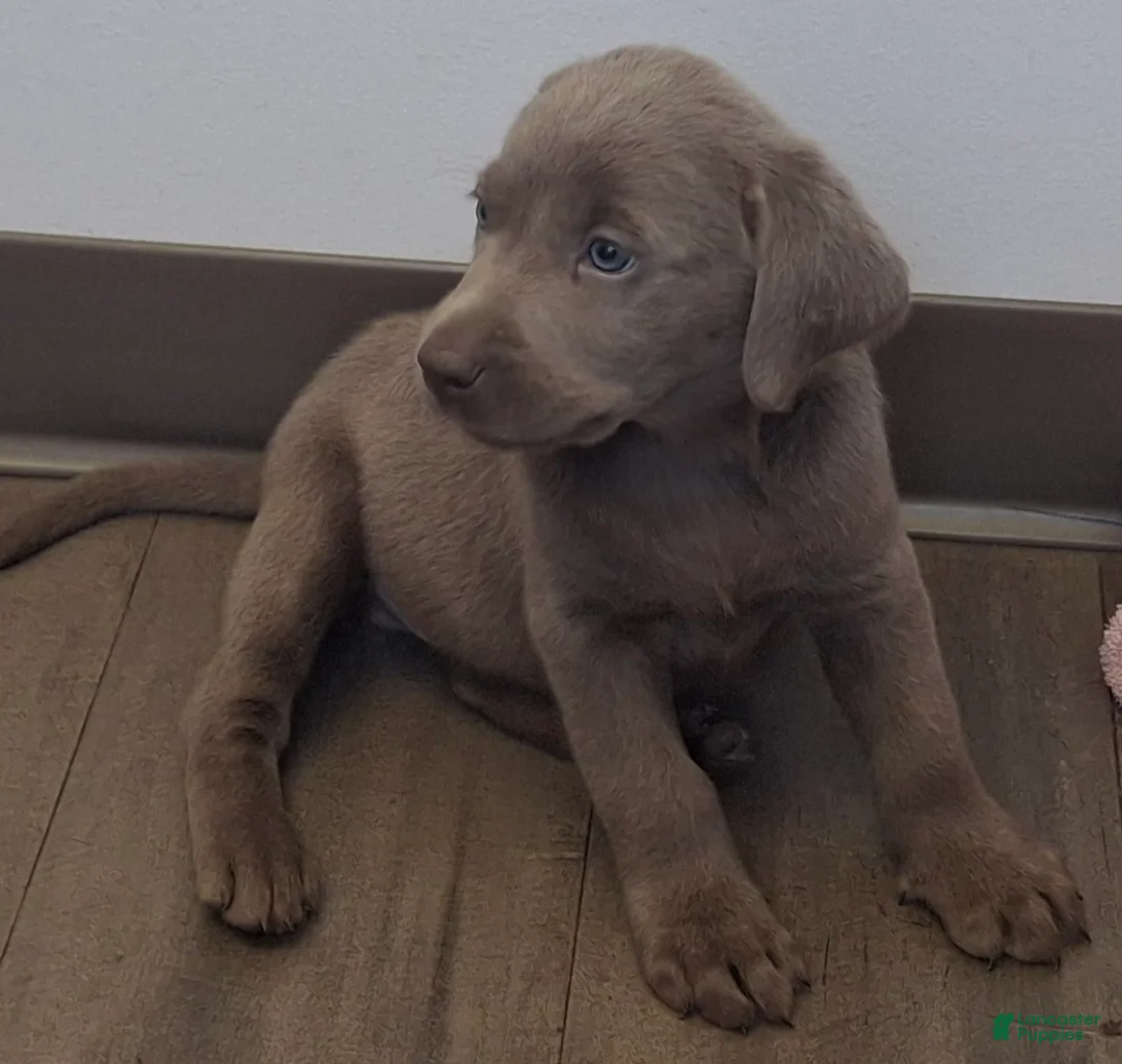 Labrador Retriever dogs for sale: Theodore (Male)   - Ad 1