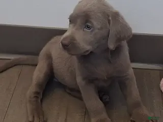 Labrador Retriever dogs Theodore (Male) - Ad 3