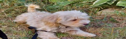 Maltipoo dogs for sale: Ophelia, great for apartments, MaltiPoo female, non-shedding - Ad 4