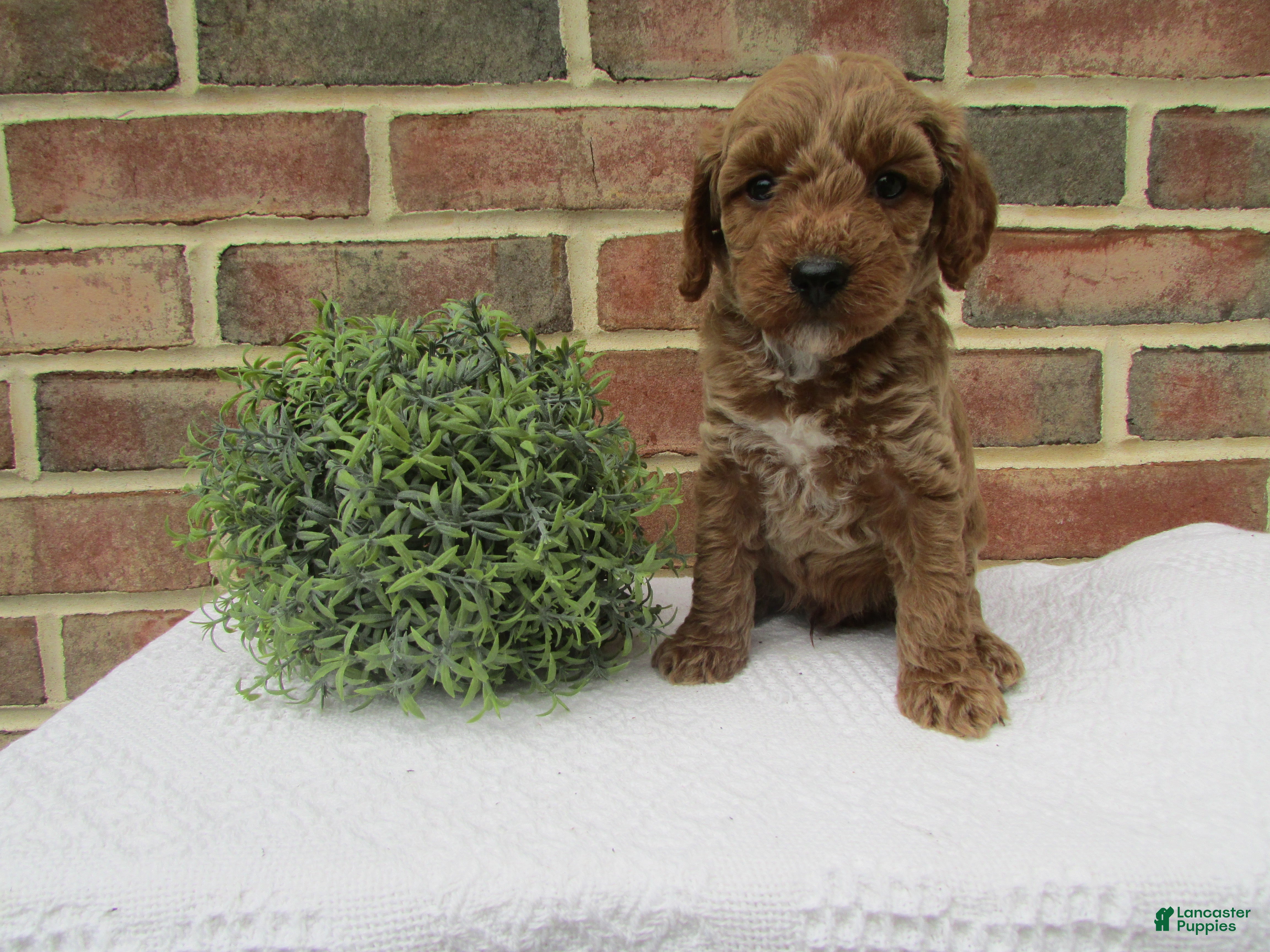 Mini Goldendoodle dogs Rover - Ad 1