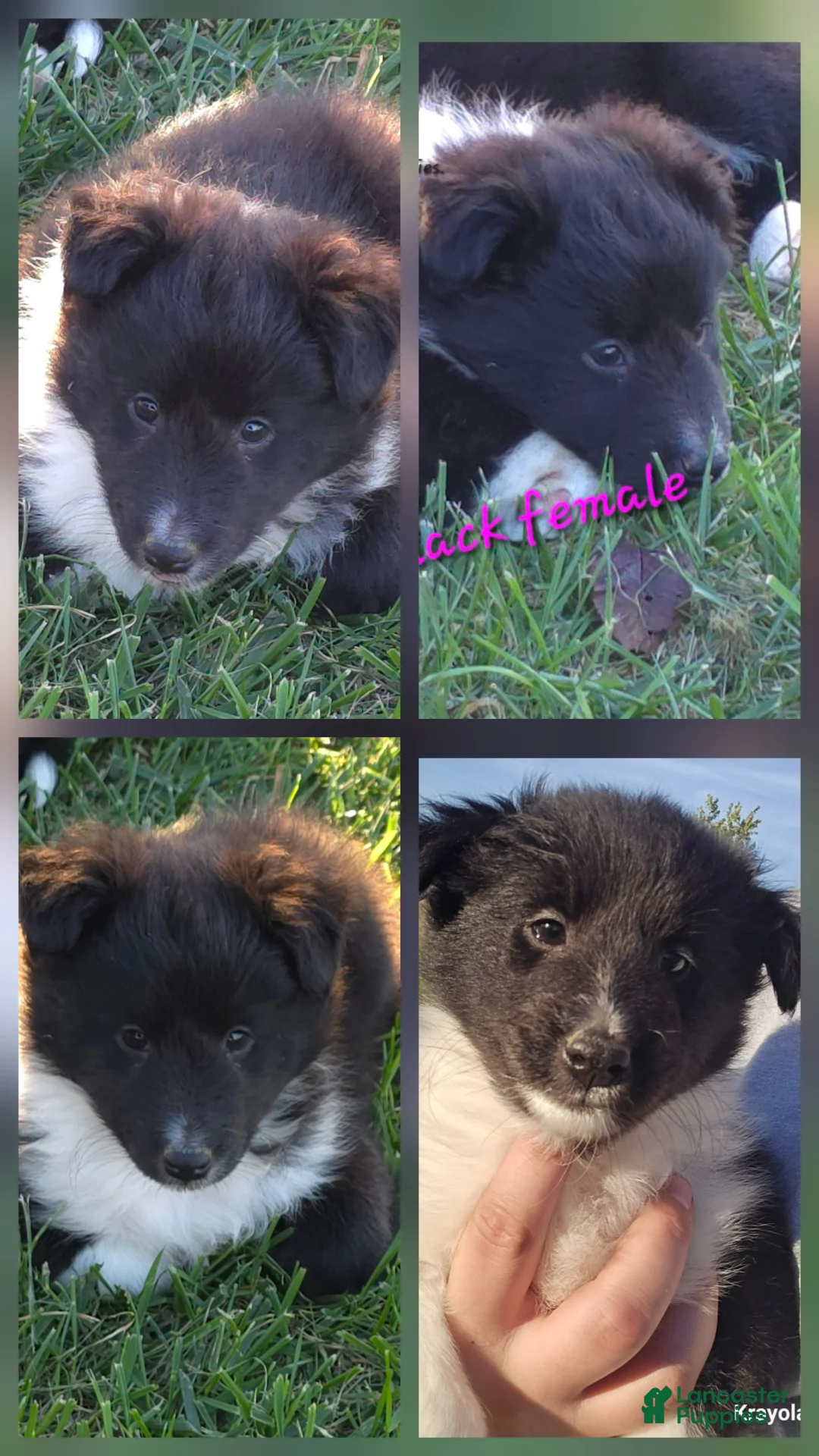 Shetland Sheepdog dogs for sale: Shetland Sheepdog 8 - Ad 1