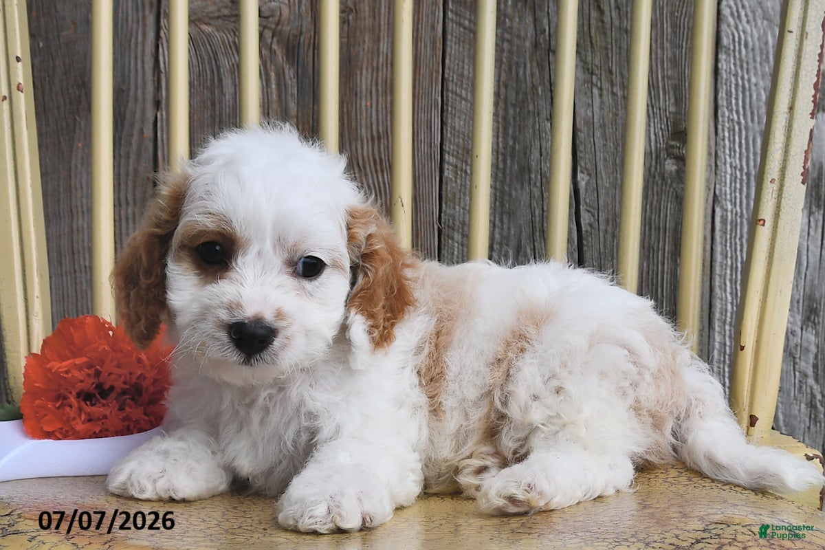 Cavapoo dogs Prince    - Ad 2