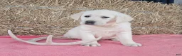Labrador Retriever dogs for sale: Luna - Ad 5