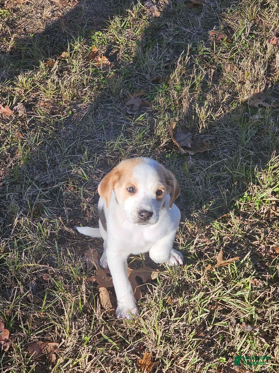 Mixed Breed dogs for sale: Mixed Breed Puppy 1 - Ad 3