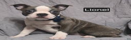 Boston Terrier dogs for sale: Lionel - Ad 7