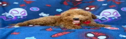 Mini Goldendoodle dogs for sale: Felix  - Ad 5