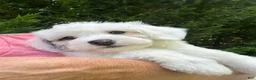 Mini Bernedoodle dogs for sale: ☀️ 🏄‍♀️ 🏖️ SUMMER 🏖️ 🏄‍♀️ ☀️  - Ad 6