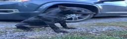 Doberman Pinscher dogs for sale: Dark Black Doberman Female  - Ad 2