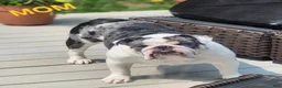 English Bulldog dogs for sale: Winter  - Ad 7