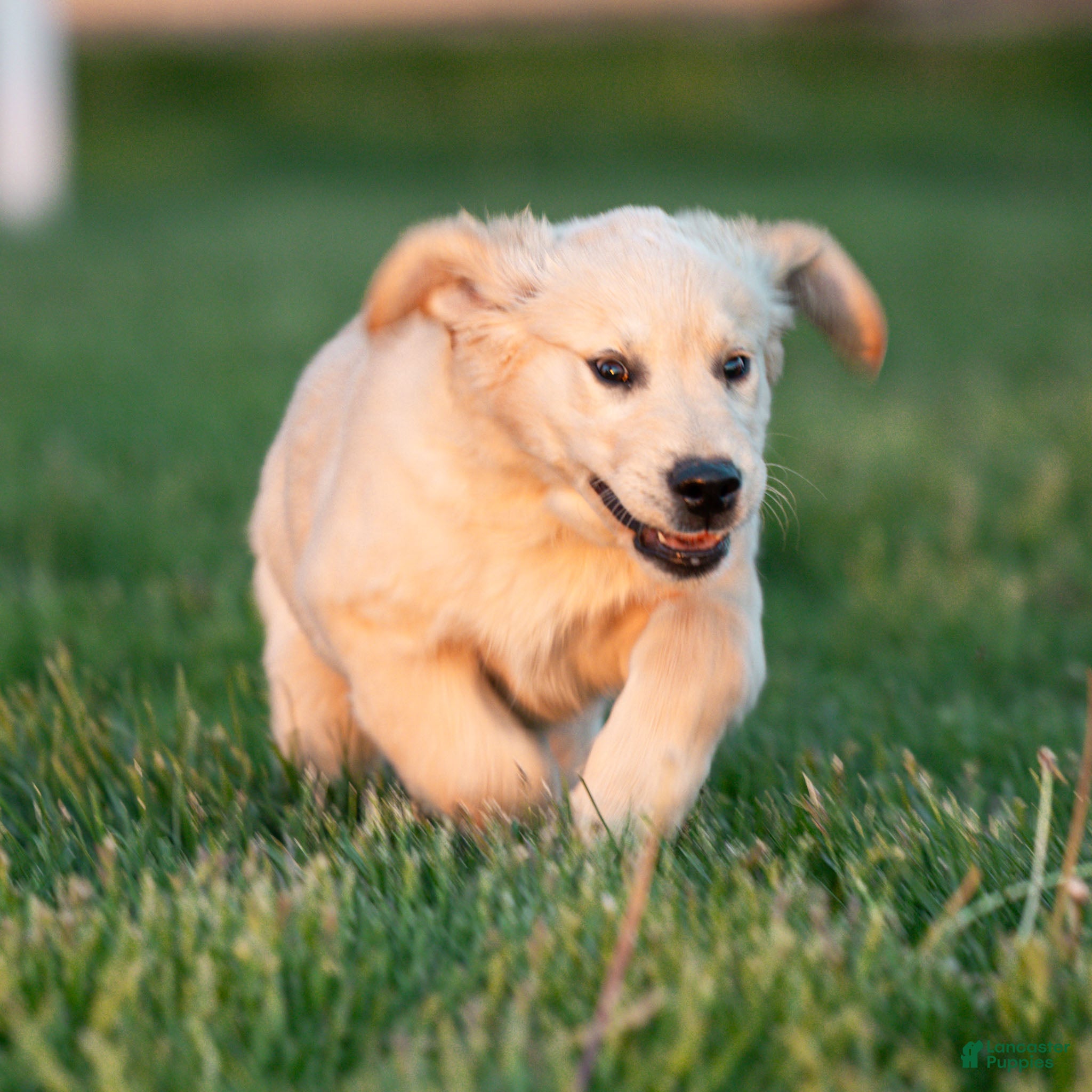 Golden Retriever dogs Bobby the TRAINED Golden Retriever Puppy  - Ad 2
