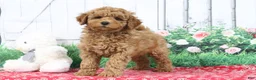 Mini Goldendoodle dogs for sale: Zachary - Ad 11