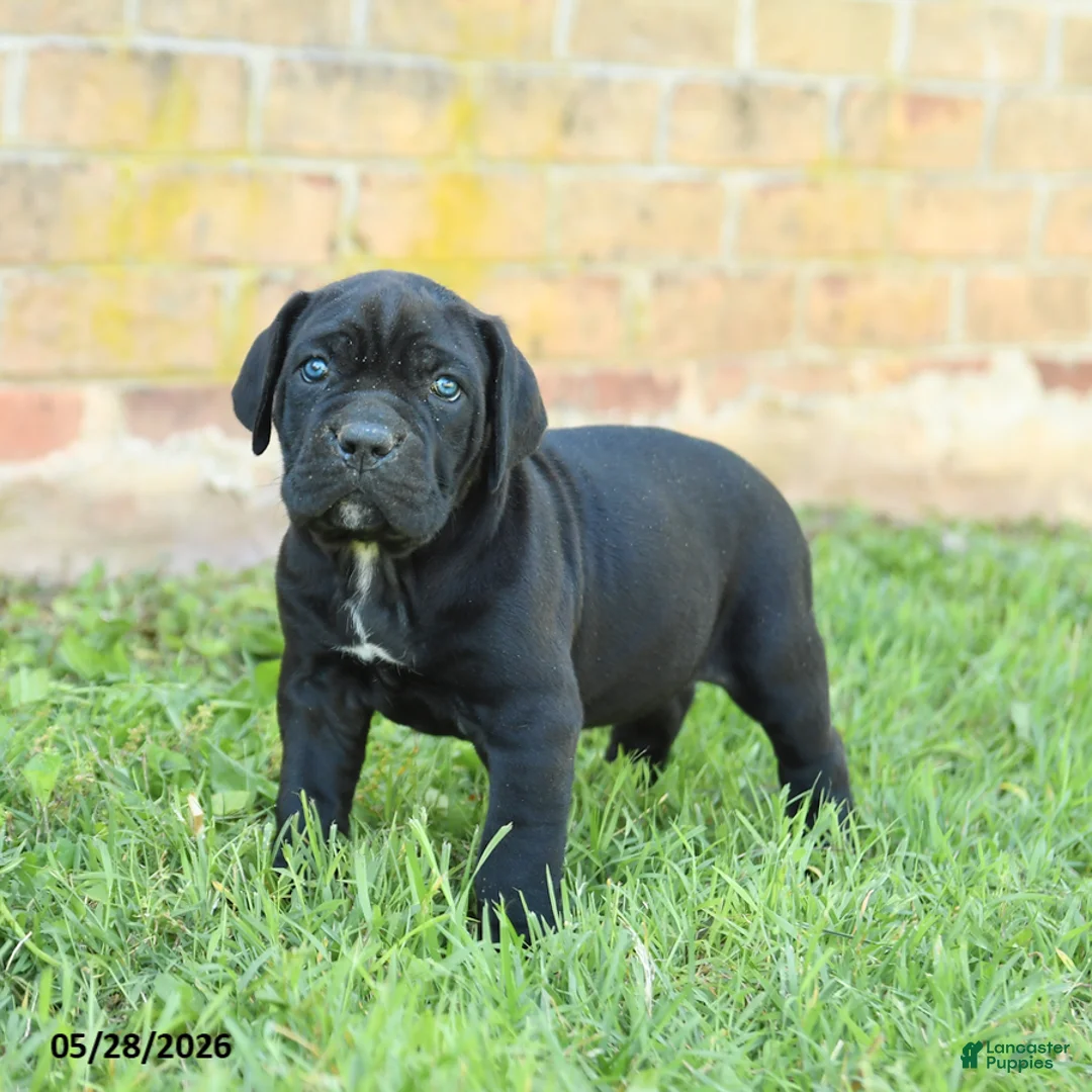 Cane Corso dogs for sale: Diamond - Ad 1