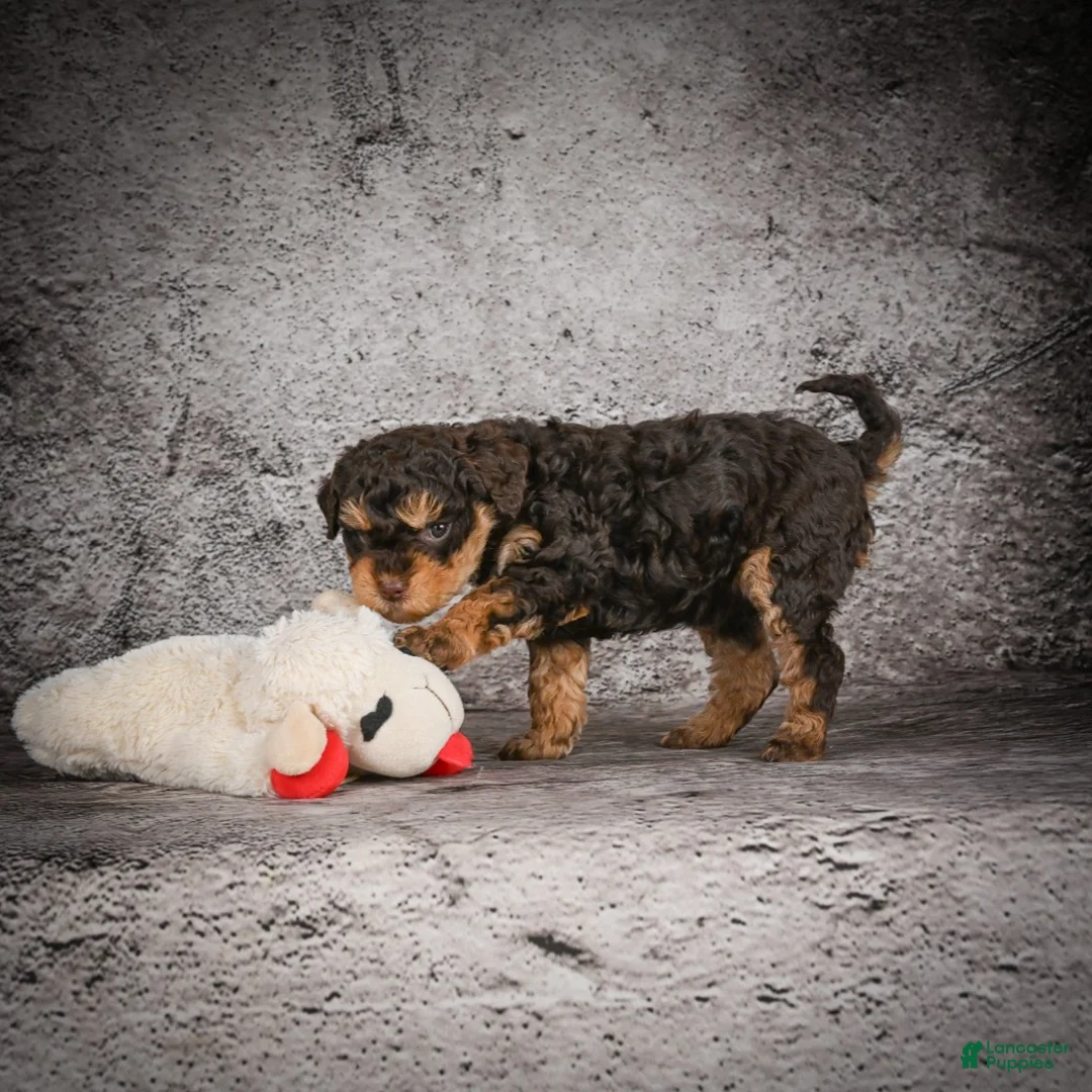 Mini Goldendoodle dogs for sale: Mya - Ad 6