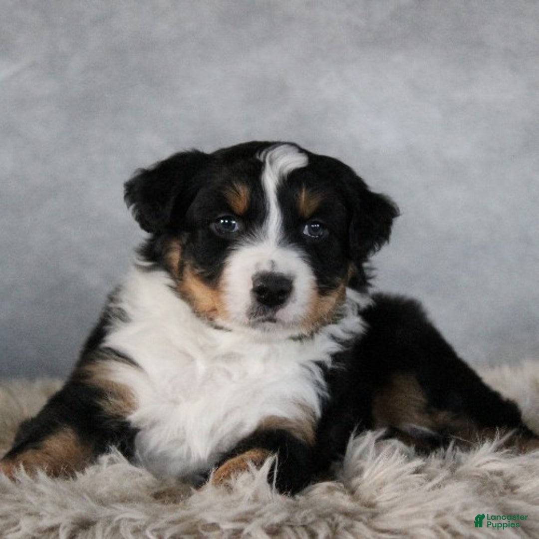 Australian Shepherd dogs for sale: Chase - Ad 3