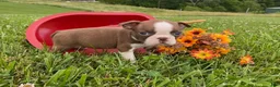 Boston Terrier dogs for sale: Pennie - Ad 4