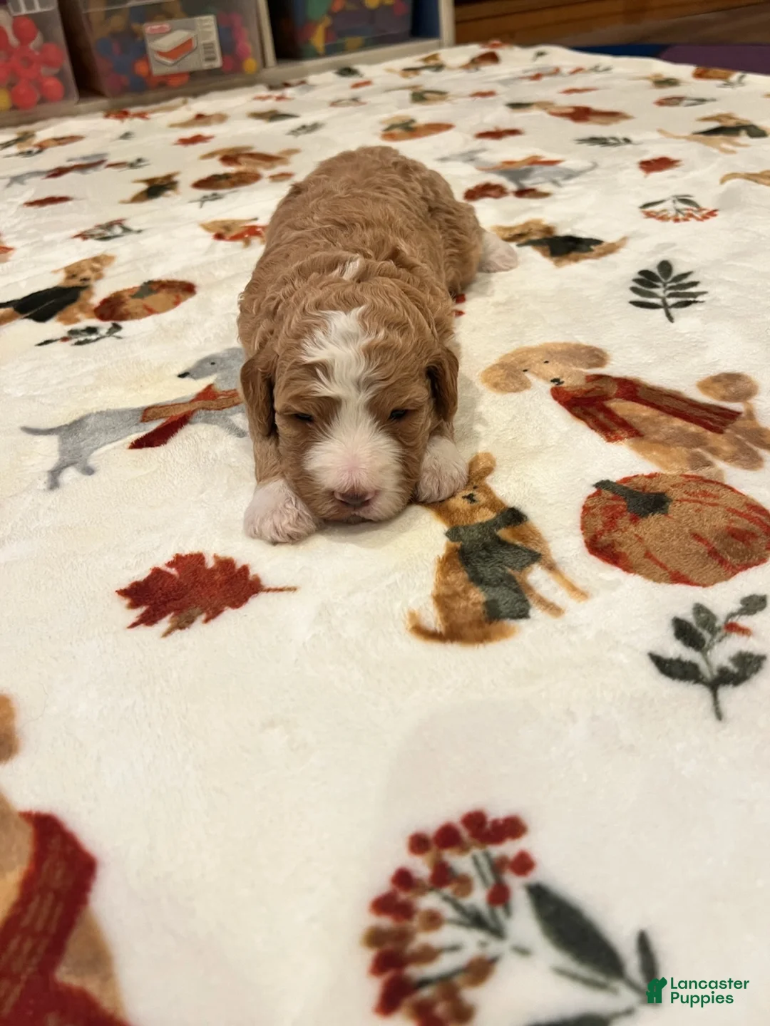 Bernedoodle dogs for sale: Brown collar male - Ad 1