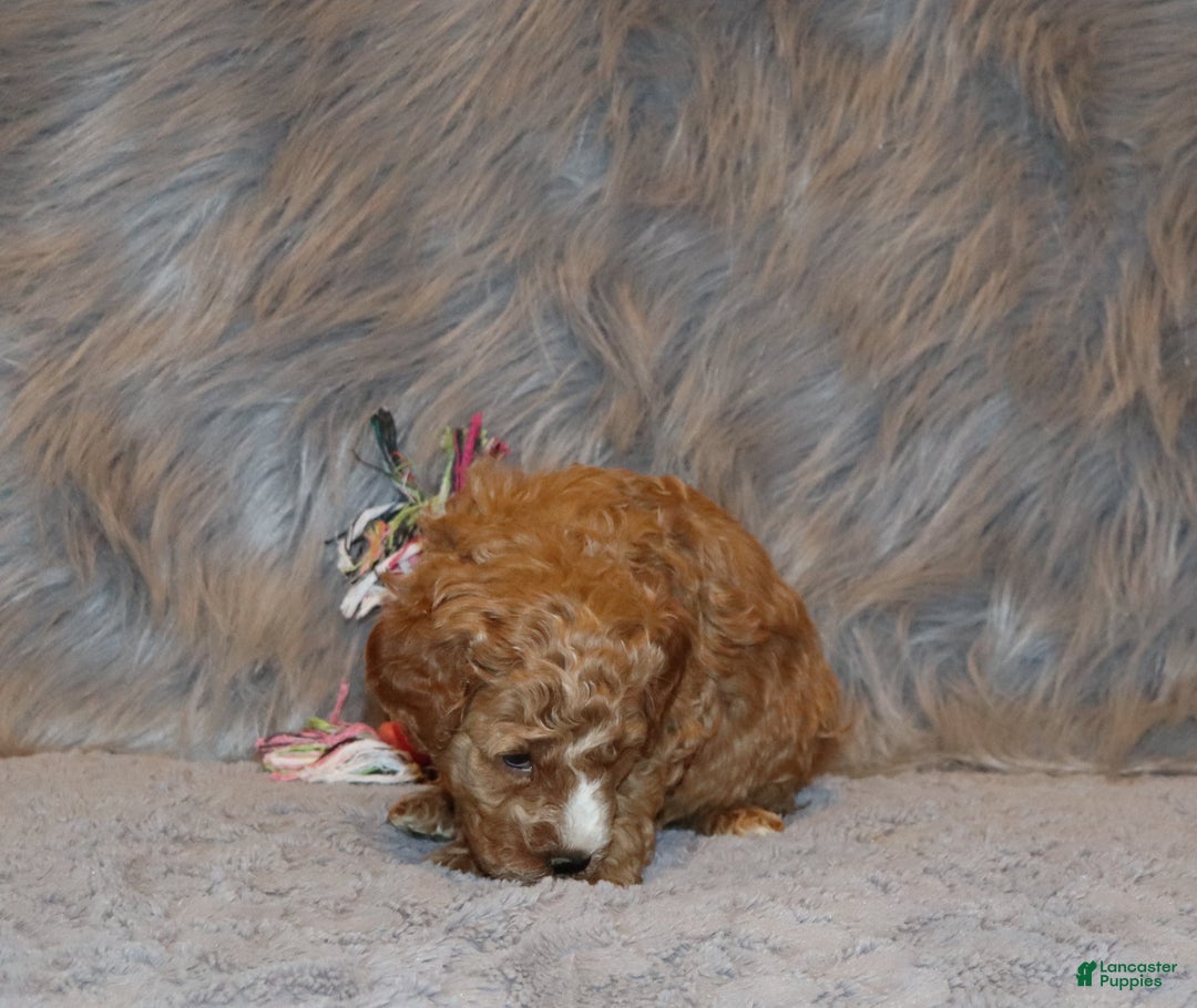 Mini Goldendoodle dogs for sale: Wendy 🌷👨‍👨‍👧‍👦💞🐕 - Ad 6