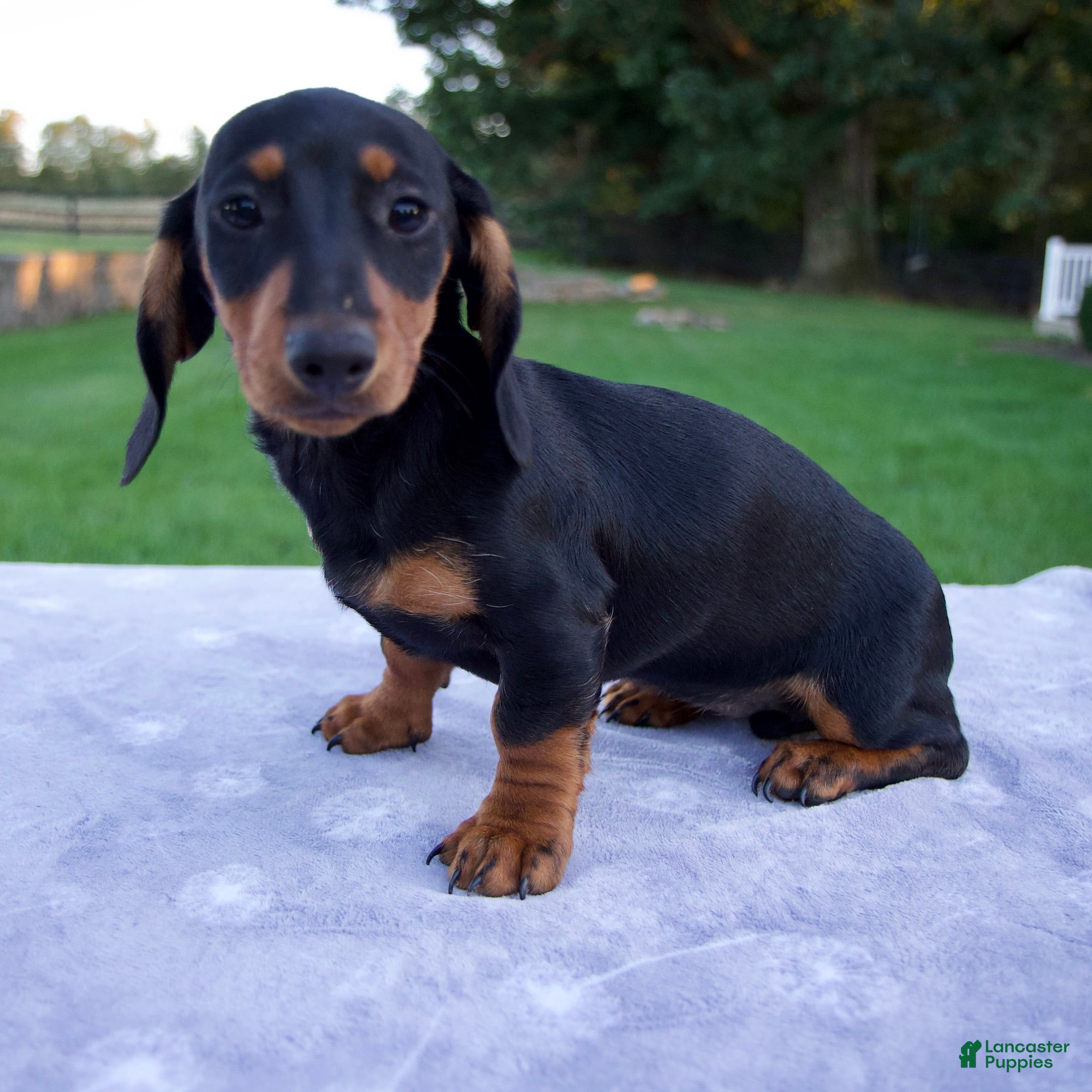 Miniature Dachshund dogs Gracie - Ad 36
