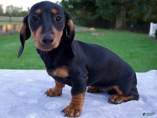 Miniature Dachshund dogs Gracie - Ad 37