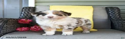 Australian Shepherd dogs for sale: Roscoe - Ad 3