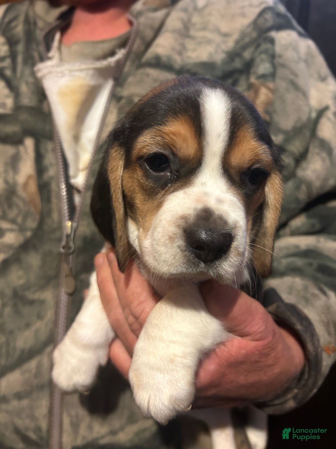 Beagle dogs for sale: Sophie - Ad 1