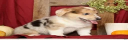 Welsh Corgi Pembroke dogs for sale: Teddy - Ad 8