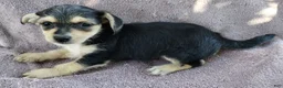 Mixed Breed dogs for sale: Girl  - Ad 5