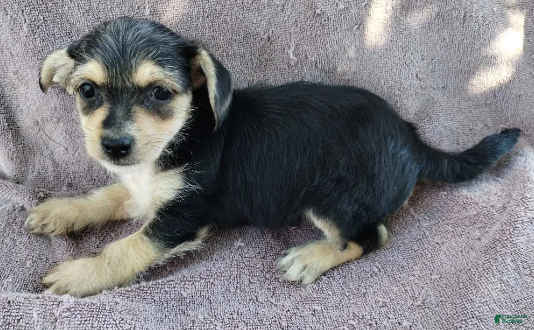 Mixed Breed dogs for sale: Girl  - Ad 5