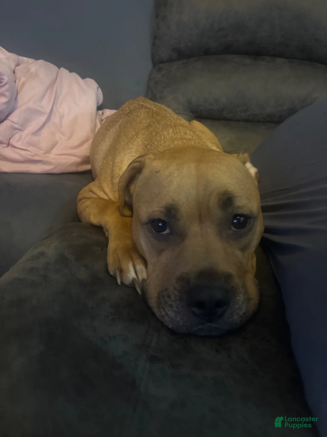 Mixed Breed dogs for sale: Mixed Breed 1 - Ad 4