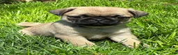 Pug dogs for sale: Bella - Ad 16