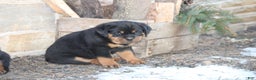 Rottweiler dogs for sale: Harper - Ad 5