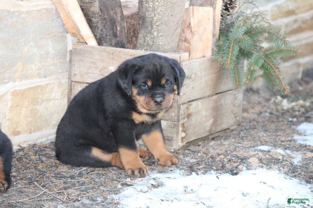 Rottweiler dogs for sale: Harper - Ad 5