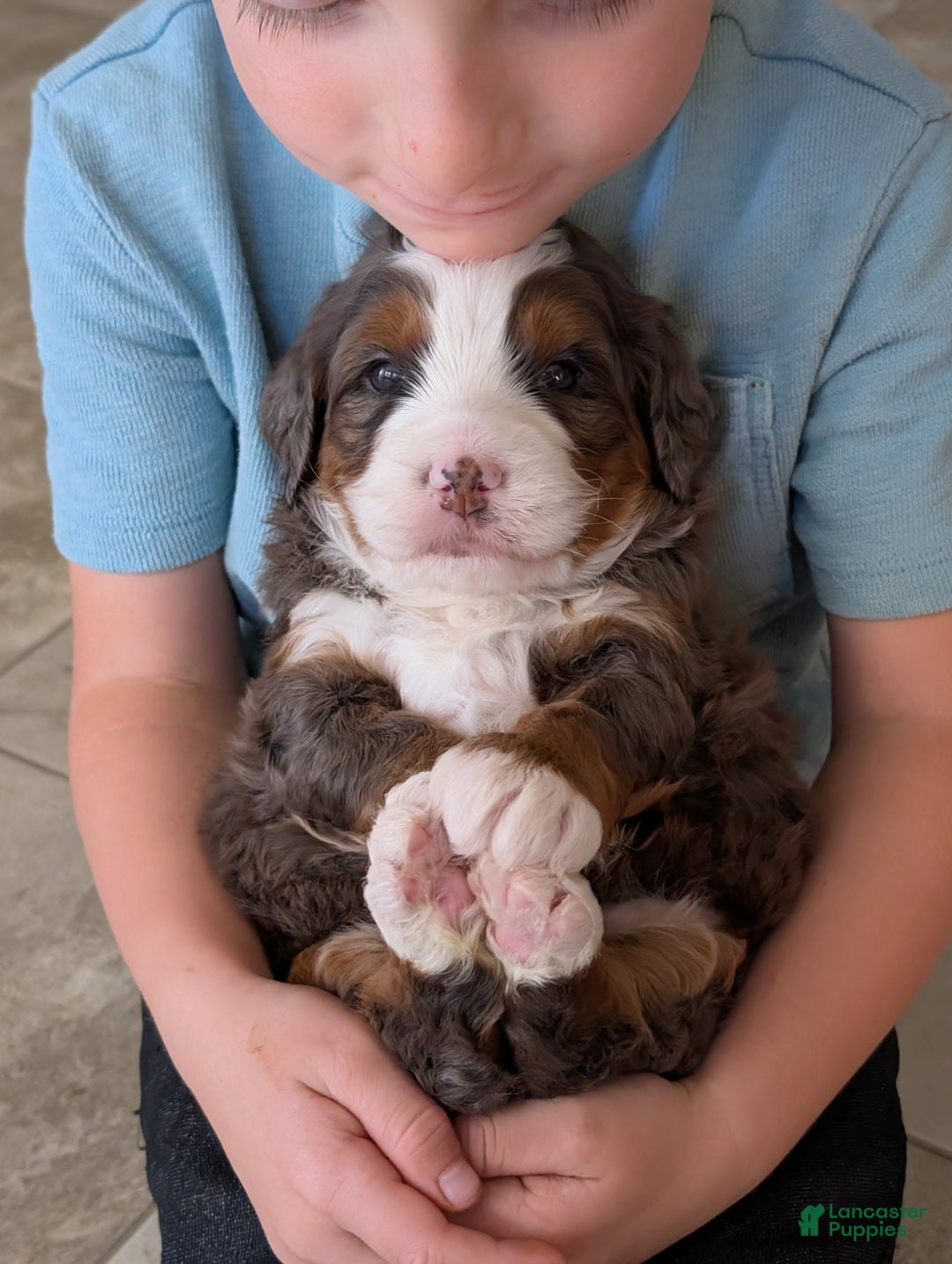 Mini Bernedoodle dogs for sale: Mini Marlo  - Ad 2