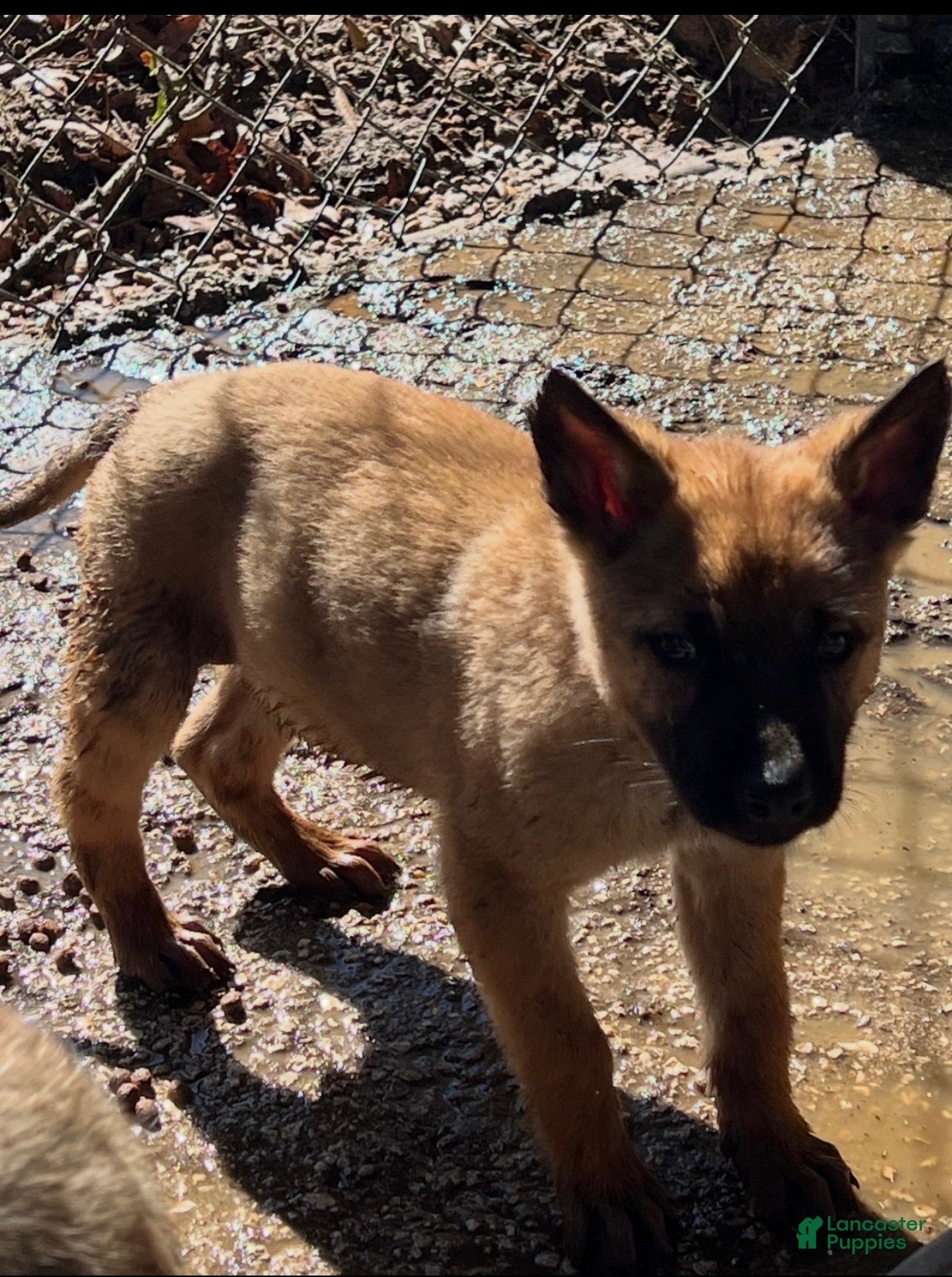 Belgian Malinois dogs Belgian Malinois Puppy 7 - Ad 1