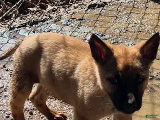 Belgian Malinois dogs for sale: Belgian Malinois Puppy 7 - Ad 3