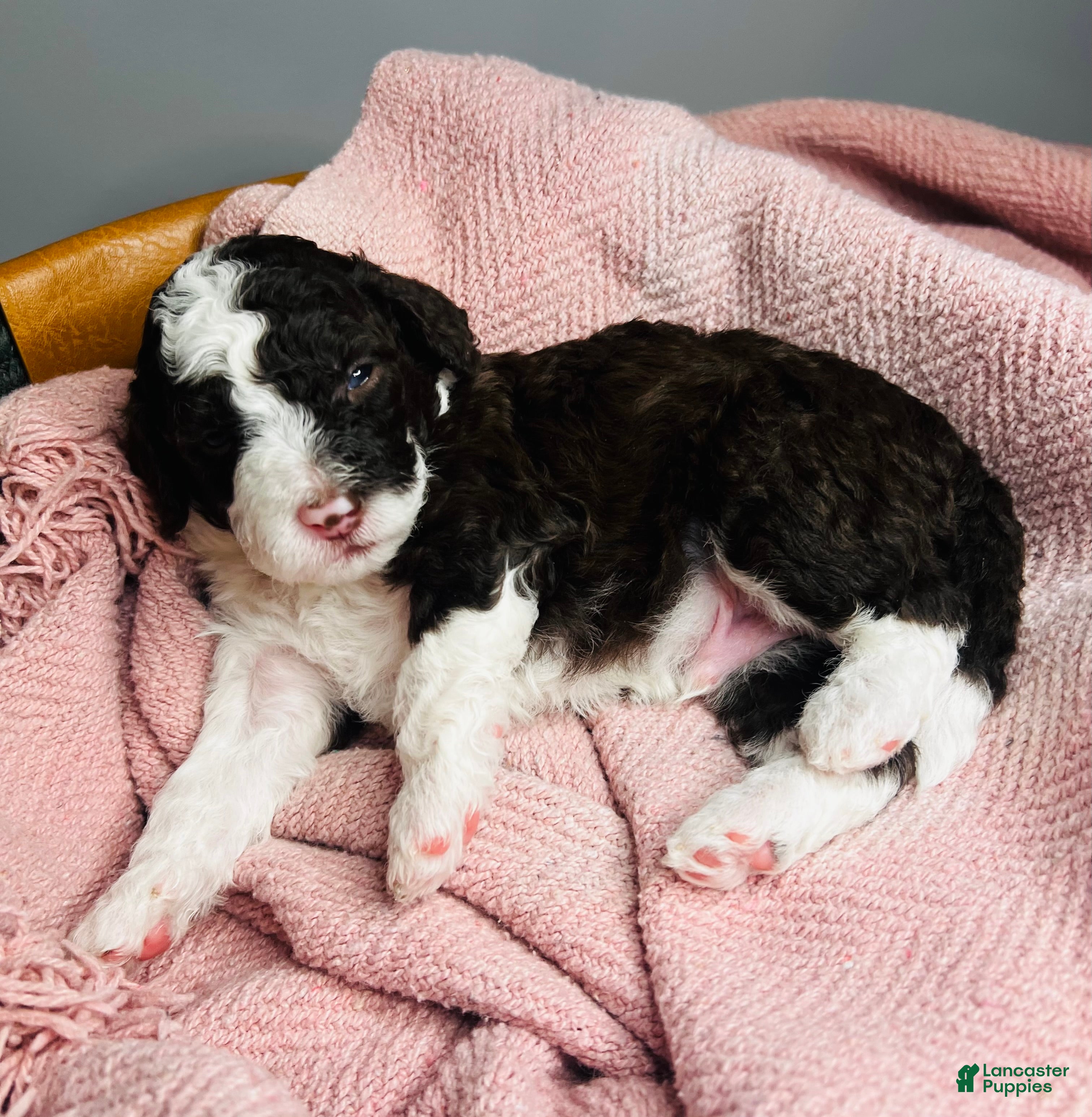 Mini Sheepadoodle dogs Mini Sheepadoodle Puppy Pick Spot #8 - Ad 3