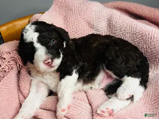 Mini Sheepadoodle dogs Mini Sheepadoodle Puppy Pick Spot #8 - Ad 3